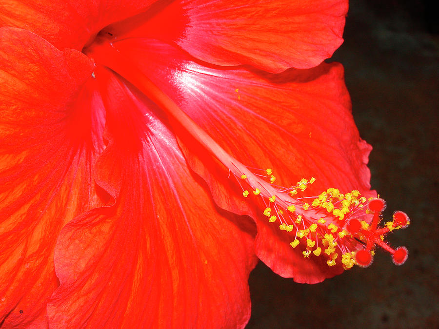 Nature Photograph - Hibiscus #1 by Audrey
