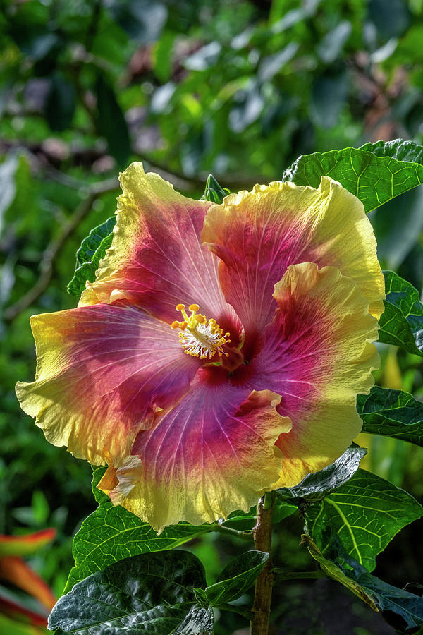 Chinese Hibiscus Photograph - Hibiscus Flower #1 by Jim Engelbrecht
