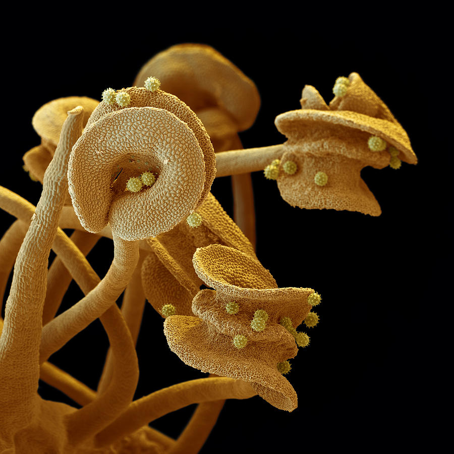 Hibiscus Stamen And Pollen Sem #1 Photograph by Meckes/ottawa