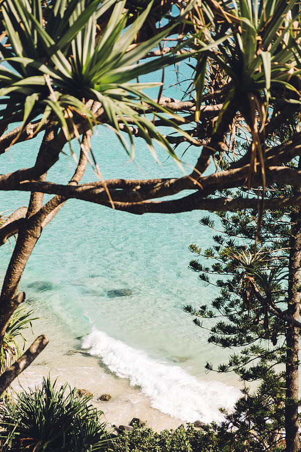 High Angle View Of Trees Growing At Beach During Sunny Day Photograph ...