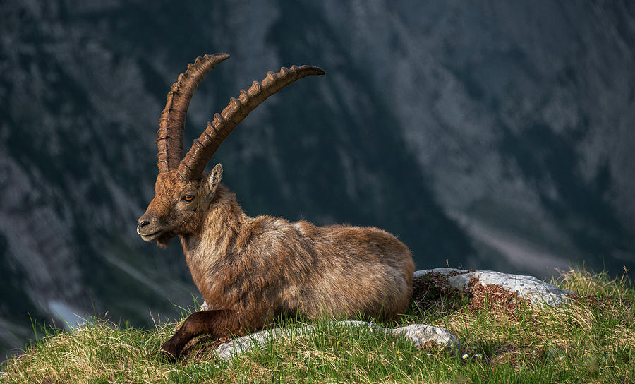 Wildlife Photograph - High In The Mountains #1 by Ales Krivec