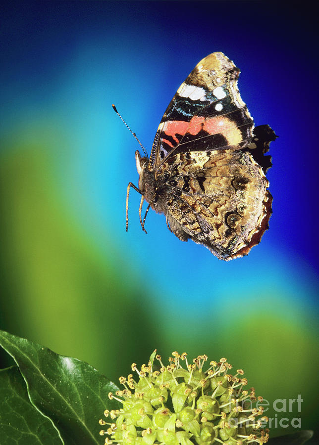 High-speed Photo; Red Admiral Butterfly In Flight #1 Photograph by Dr. John Brackenbury/science Photo Library