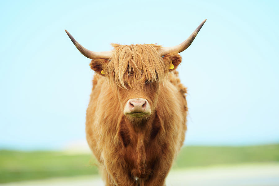 Highland Cow At Beach Photograph by Paul Mcgee | Fine Art America