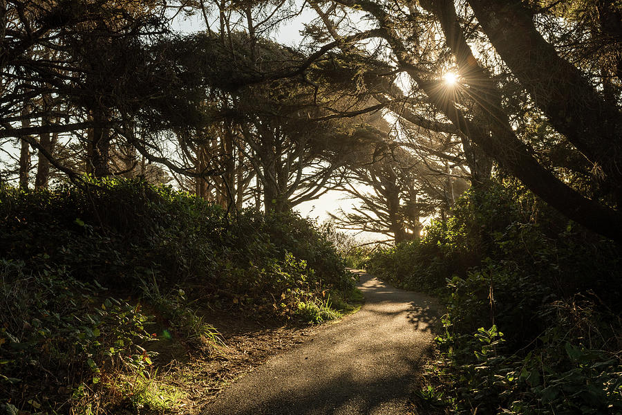 Nature Photograph - Hiking trail on a path between trees along the coast of Cape Perpetua Scenic Area, Oregon, USA #2 by Esteban Martinena Guerrero