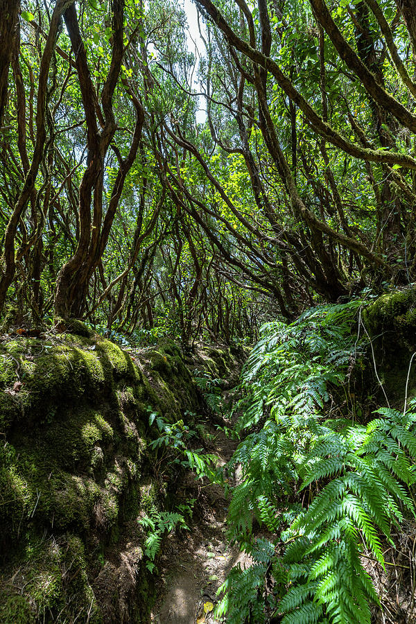 Hiking Trail "bosque Encantado" With Mosscovered Trees And Ferns In