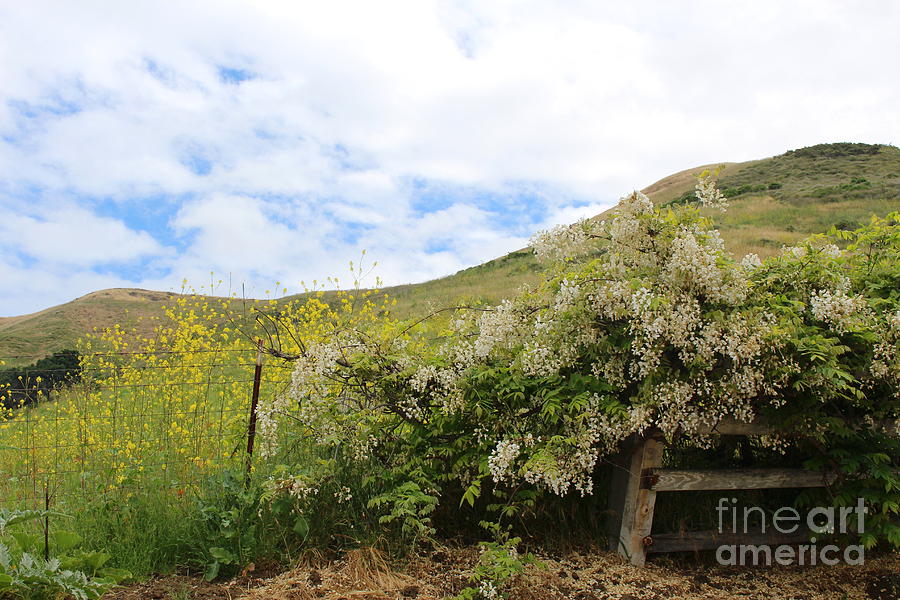 Hills And Flowers Photograph