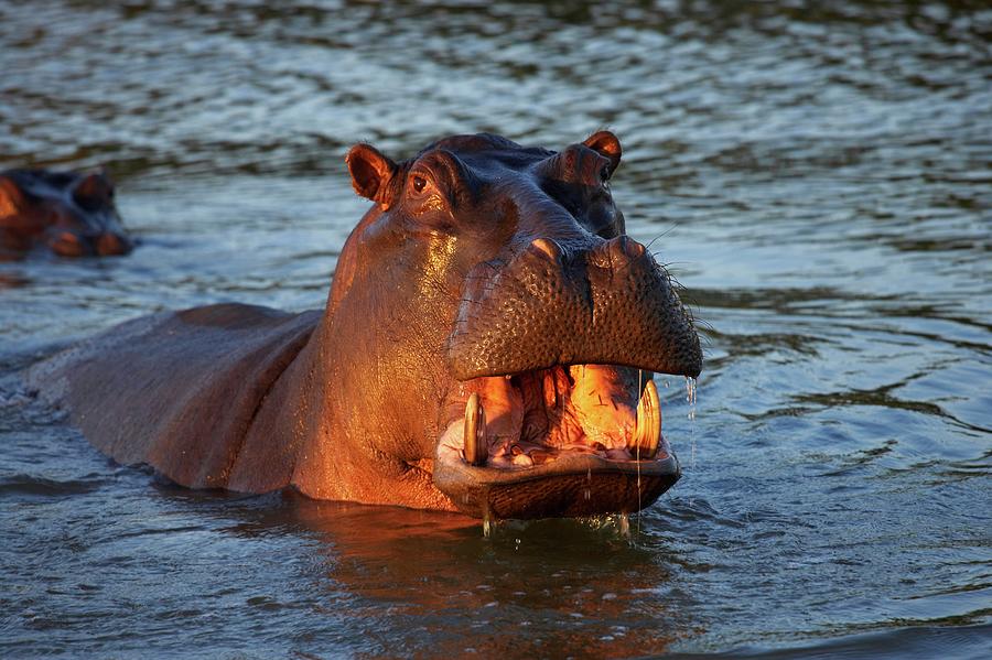 Hippo Or Hippopotamus (hippopotamus #1 Photograph by Roger De La Harpe Hippo Or Hippopotamus (hippopotamus #1 Photograph by Roger De La Harpe
