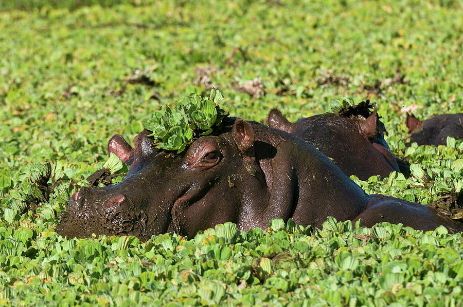 Hippopotamus, (hippopotamus Amphibius), Masai Mara National Reserve ...