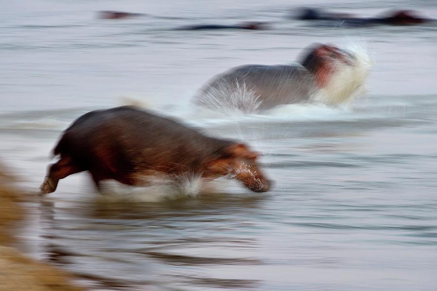 Hippopotamus (hippopotamus Amphibius) #1 Photograph by Nick Garbutt Hippopotamus (hippopotamus Amphibius) #1 Photograph by Nick Garbutt