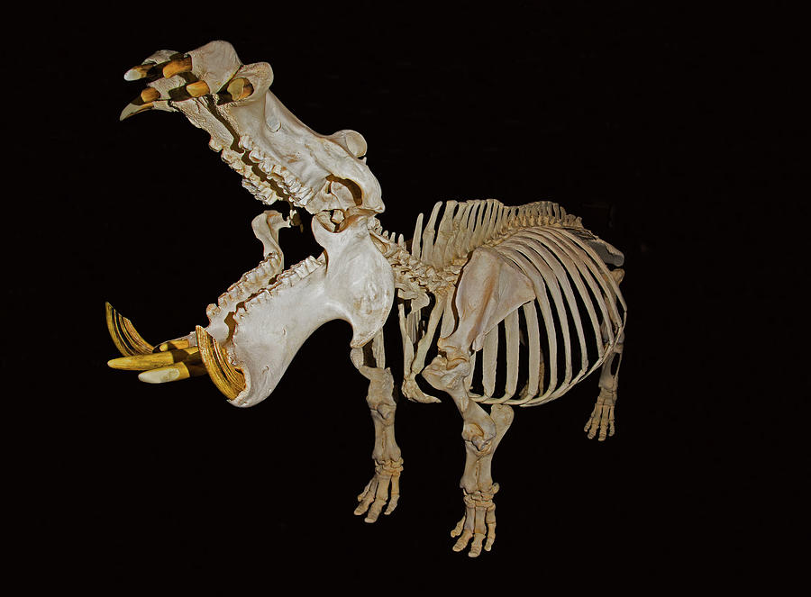Hippopotamus Skeleton #1 Photograph by Millard H. Sharp