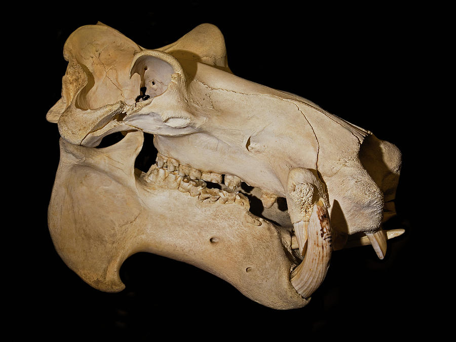 Hippopotamus Skull #1 Photograph by Millard H. Sharp