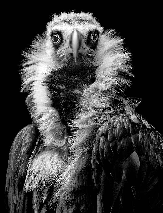 Vulture Photograph - His Eminence #1 by Henrik Spranz