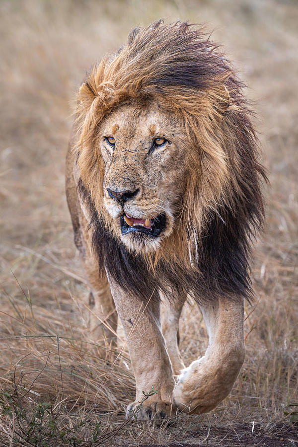 His Majesty Photograph by Jeffrey C. Sink - Fine Art America