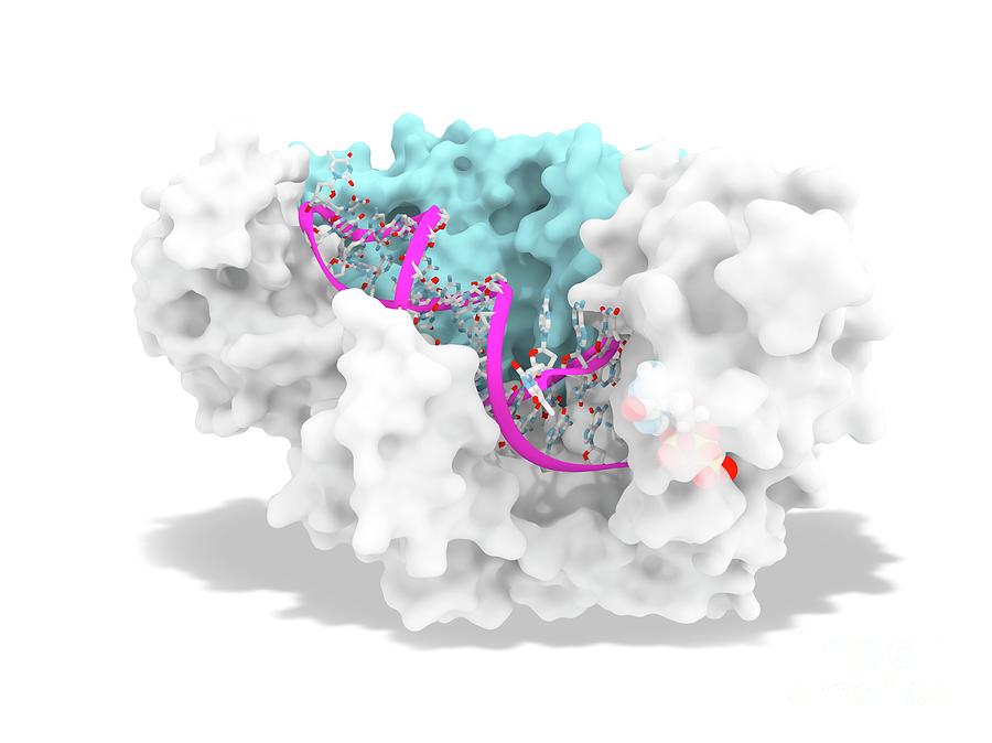 Hiv-1 Reverse Transcriptase And Drug Delivery #1 Photograph by Ramon Andrade 3dciencia/science Photo Library
