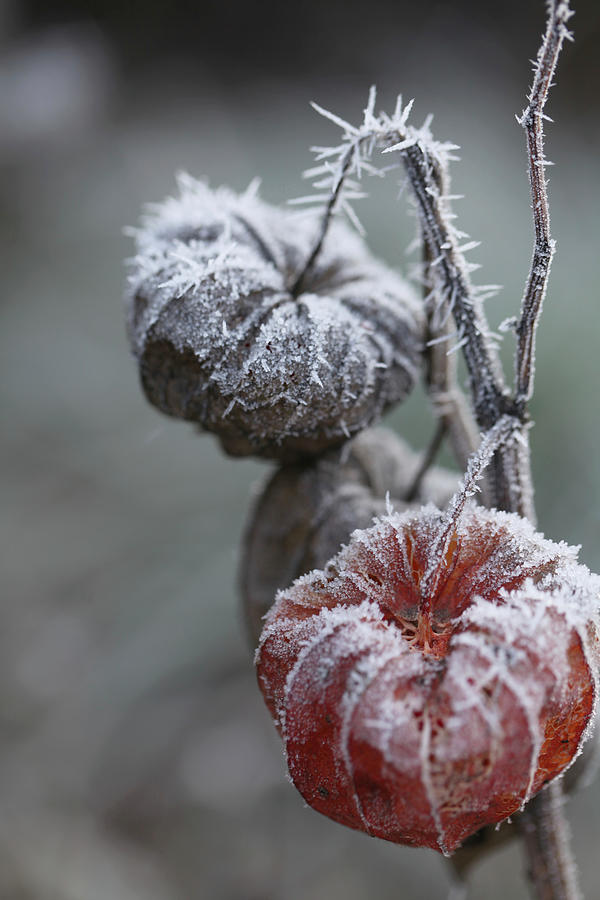 Hoarfrost On Physalis Seed Pods #1 Photograph by Sonja Zelano