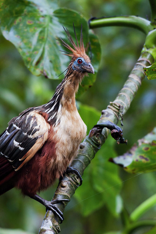 Amazon Photograph - Hoatzin, Amazon Rainforest #1 by Ken Archer