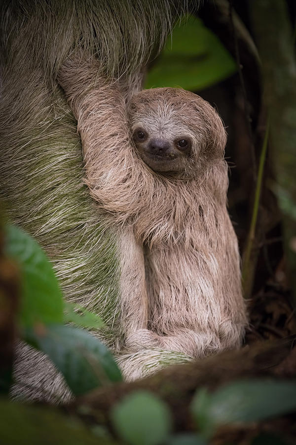 Hoffmanns Two-toed Sloth, Choloepus Hoffmanni #1 Photograph by Petr Simon