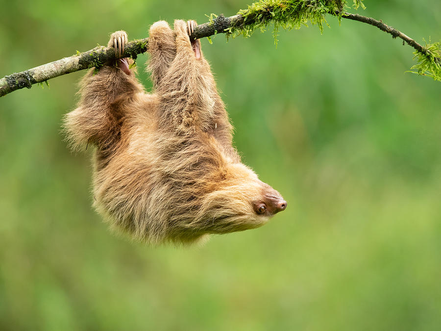 Nature Photograph - Hoffmann\s Two-toed Sloth #1 by Milan Zygmunt
