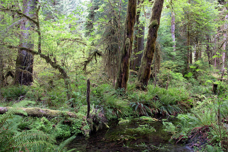 Hoh Rainforest - Olympic National Park - Washington by Rick Veldman Hoh Rainforest - Olympic National Park - Washington by Rick Veldman