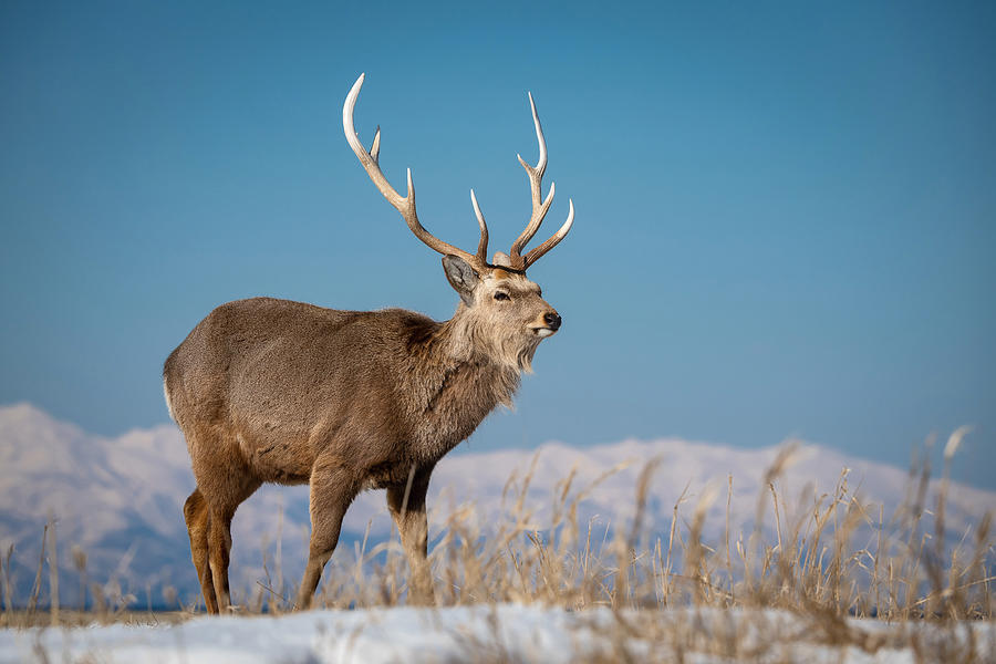 Deer Photograph - Hokkaido Sika Deer, Cervus Nippon Yesoensis #1 by Petr Simon