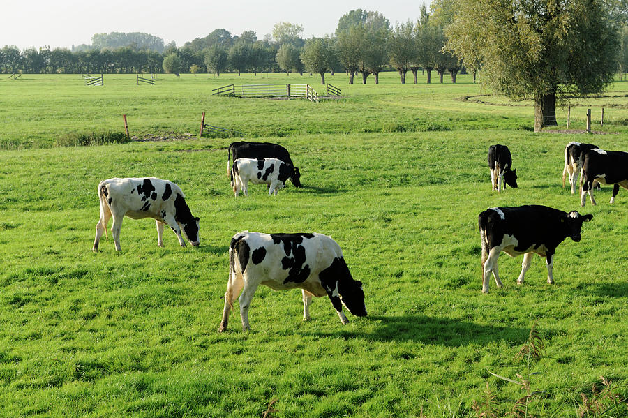 Holstein Cows In A Meadow #1 Photograph by Vliet
