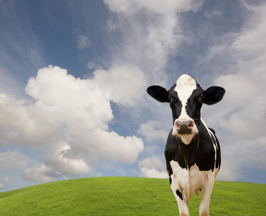Holstein Dairy Cow #1 Photograph by John Lund