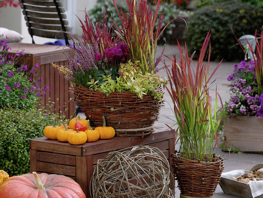 Homemade Wicker Baskets With Autumnal Planting #1 Photograph by Friedrich Strauss