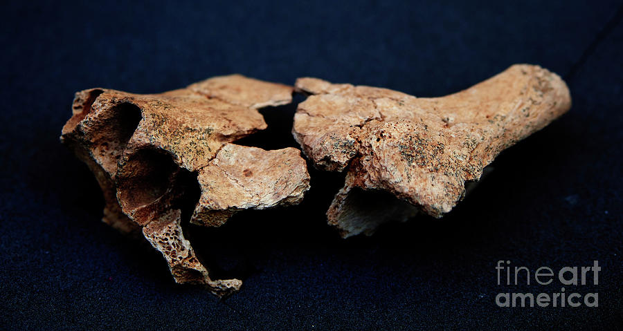 Hominid Jawbone Fragment Found At Sima Del Elefante #1 Photograph by Javier Trueba/msf/science Photo Library