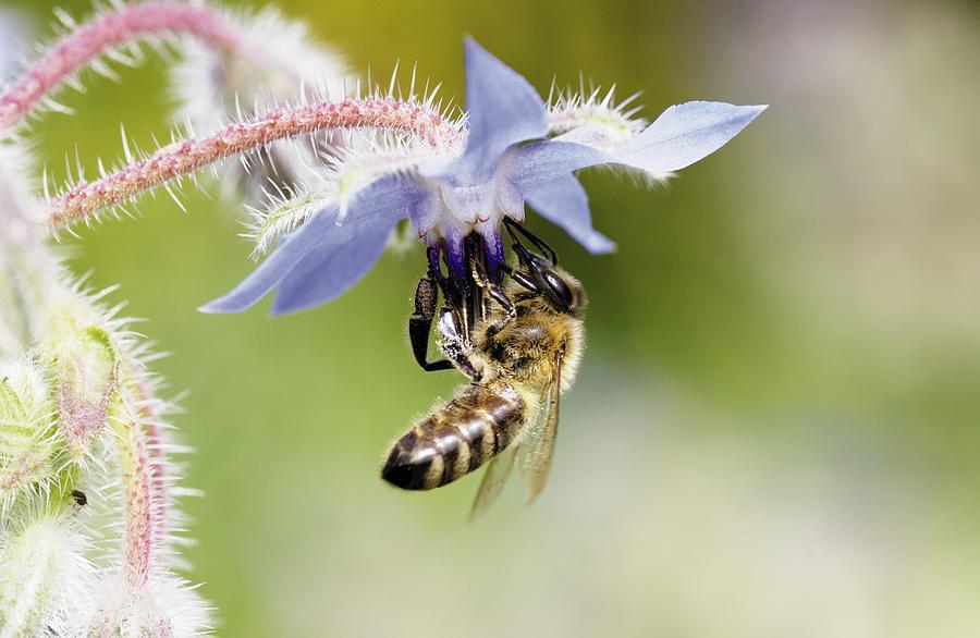 Honeybee #1 Digital Art by Oliver Giel