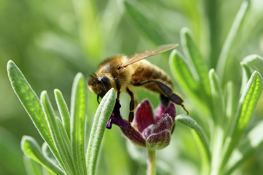 Honeybee #1 Photograph by Tanya C Smith