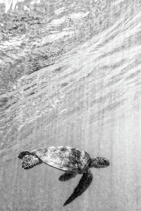 Black and White Honu Photograph by Christopher Johnson