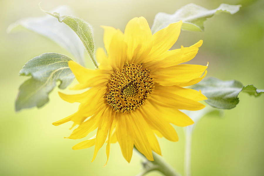 Sunflower Photograph - Hope #1 by Jacky Parker