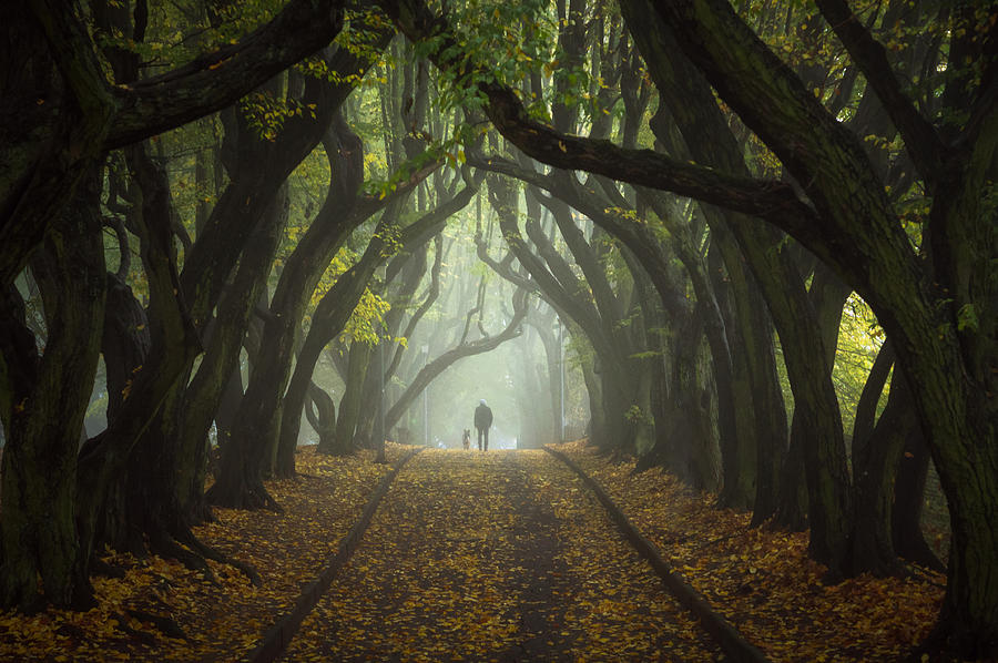 Tree Photograph - Hornbeam Avenue #1 by Jakub Przybyla
