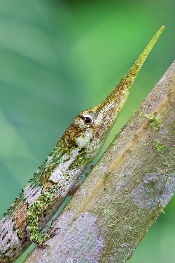 Horned Anole Male #1 Photograph by James Christensen