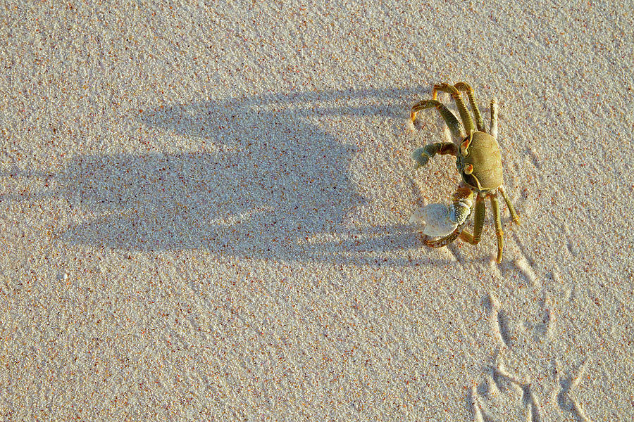 Horned Ghost Crab Ocypode #1 Photograph by Nhpa