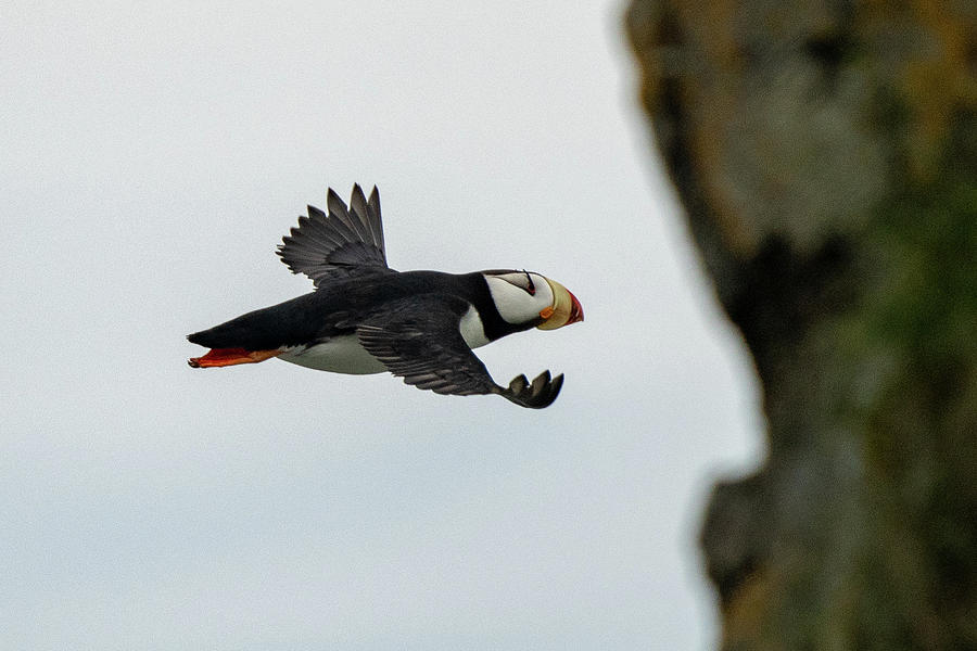 Horned Puffin in Flight #1 Photograph by Mark Hunter
