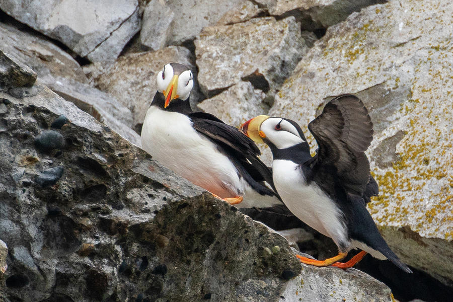Horned Puffin Pair 2 Photograph by Mark Hunter