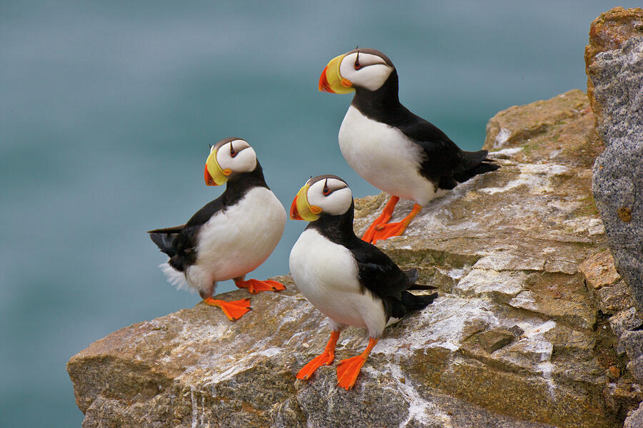 Horned Puffins At A Huge Cliffside Seabird Colony On #1 Photograph by Jenny E. Ross / Naturepl.com Horned Puffins At A Huge Cliffside Seabird Colony On #1 Photograph by Jenny E. Ross / Naturepl.com