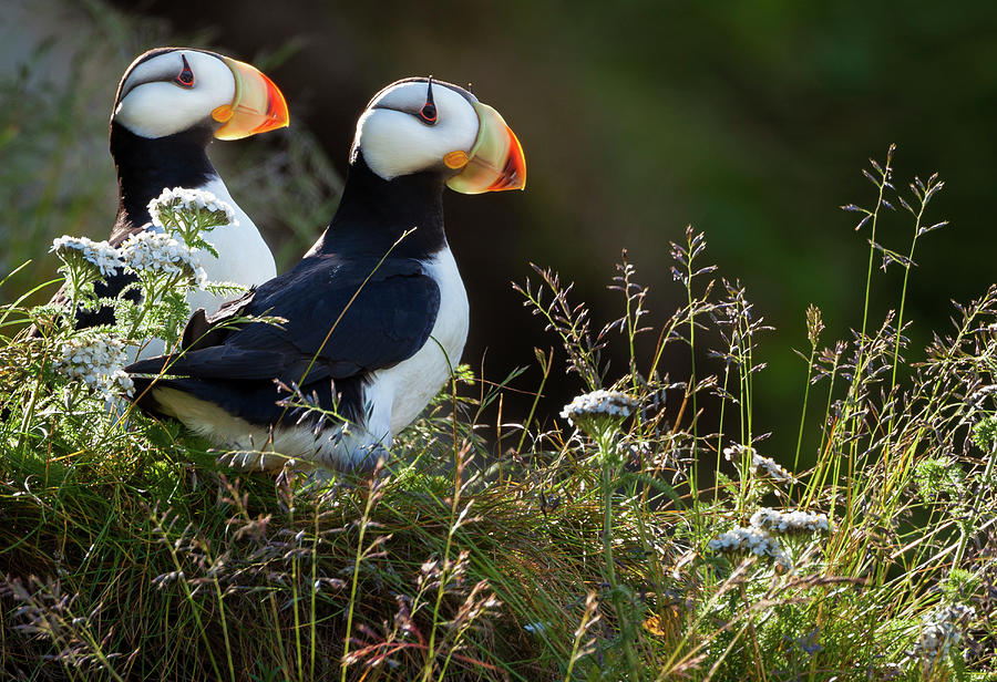 Horned Puffins, Lake Clark National #1 Photograph by Mint Images/ Art Wolfe