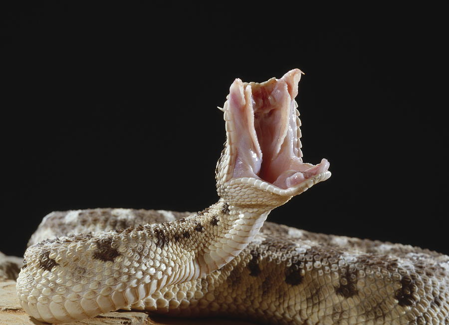 Sedge Viper Ready To Strike Atheris Photograph by Nhpa - Pixels