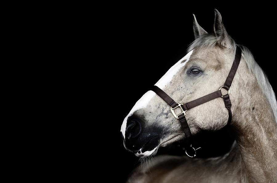 Horse #1 Photograph by Arman Zhenikeyev - Professional Photographer From Kazakhstan