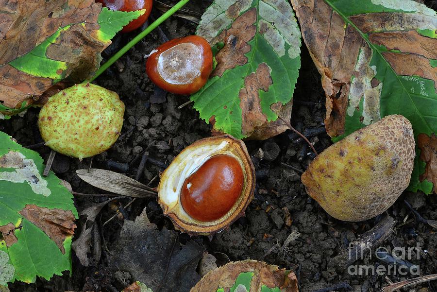 Horse Chestnut (aesculus Hippocastanum) #1 Photograph by Colin Varndell/science Photo Library