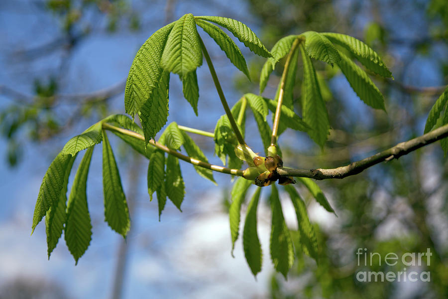 Horse Chestnut (aesculus Hippocastanum) #1 Photograph by Dr Keith Wheeler/science Photo Library