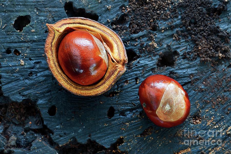 Horse Chestnuts (aesculus Hippocastanum) #1 Photograph by Colin Varndell/science Photo Library