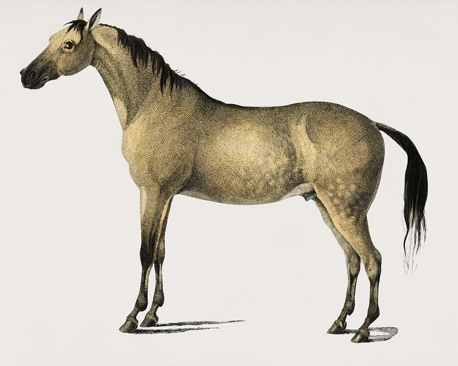 Horse  Equus Ferus Caballus Illustrated By Charles Dessalines D  Orbigny  1806 1876  2 Painting