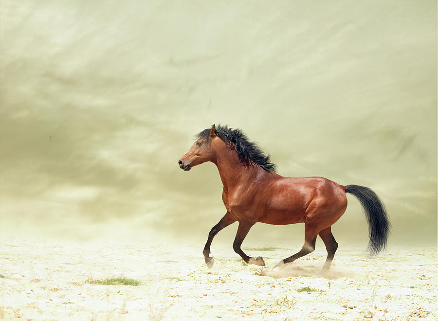 Horse Galloping #1 Photograph by Christiana Stawski