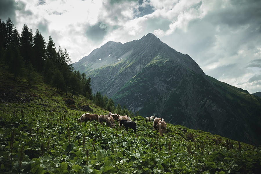 Horse Herd On Mountain Meadow, E5, Alpenberquerung, 2nd Stage, Lechtal, Kemptner Htte To Memminger Htte, Tyrol, Austria, Alps #1 Photograph by Christoph Jorda