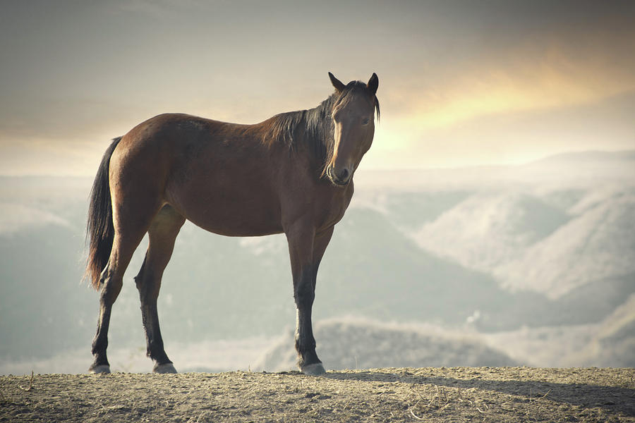 Horse In Wild #1 Photograph by Arman Zhenikeyev - Professional Photographer From Kazakhstan