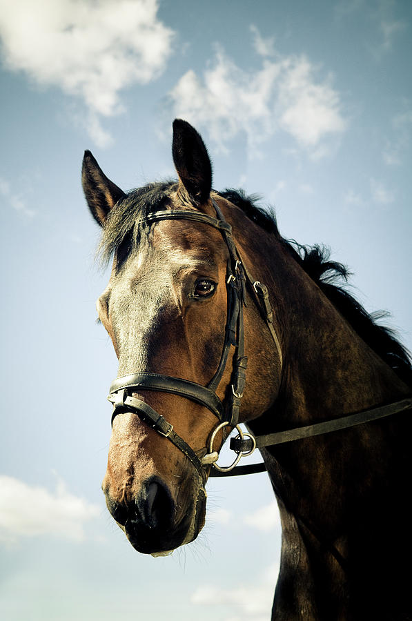 Horse Portrait #1 Photograph by Pixalot