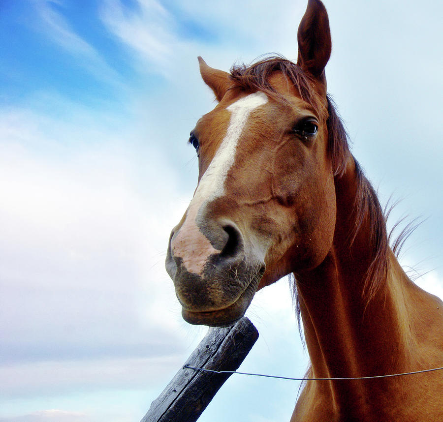 Horse #1 Photograph by Simona Dumitru